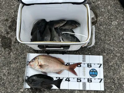 川端渡船の2023年4月14日(金)1枚目の写真