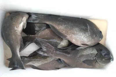 乙島丸の2023年4月15日(土)3枚目の写真