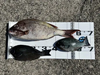 川端渡船の2023年4月16日(日)1枚目の写真