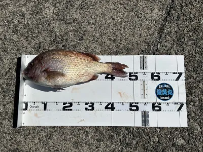 川端渡船の2023年4月16日(日)2枚目の写真