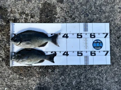 川端渡船の2023年4月17日(月)2枚目の写真