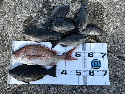 川端渡船の2023年4月17日(月)3枚目の写真