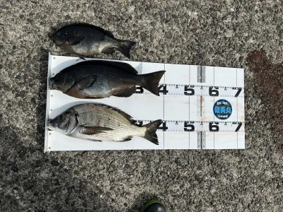 川端渡船の2023年4月18日(火)1枚目の写真