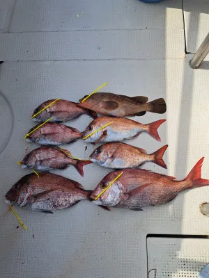 釣り船くわだの2023年4月18日(火)4枚目の写真