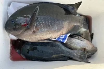 乙島丸の2023年4月17日(月)1枚目の写真