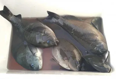 乙島丸の2023年4月17日(月)2枚目の写真