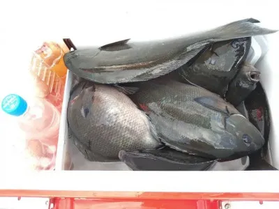 乙島丸の2023年4月17日(月)3枚目の写真