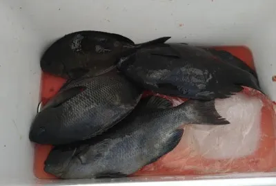 乙島丸の2023年4月17日(月)4枚目の写真