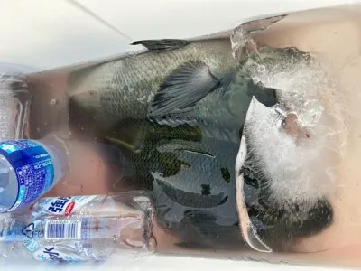 乙島丸の2023年4月17日(月)5枚目の写真