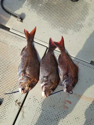 釣り船くわだの2023年4月20日(木)4枚目の写真