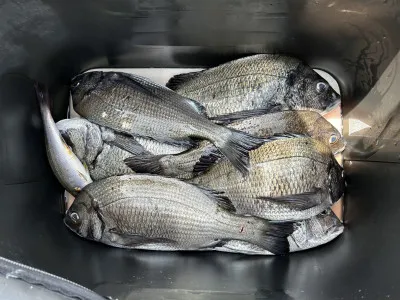 川端渡船の2023年4月21日(金)1枚目の写真