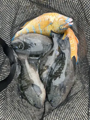 川端渡船の2023年4月24日(月)1枚目の写真