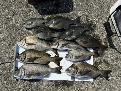 川端渡船の2023年4月27日(木)1枚目の写真