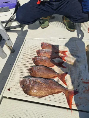 釣り船くわだの2023年4月27日(木)1枚目の写真