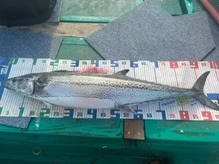 釣り船 大翔丸の2023年4月29日(土)2枚目の写真