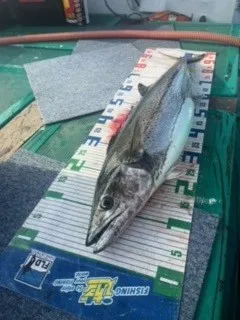 釣り船 大翔丸の2023年4月29日(土)3枚目の写真