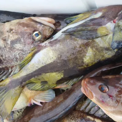 第十八大成丸の2023年4月29日(土)3枚目の写真