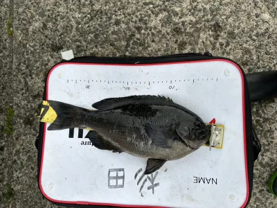 川端渡船の2023年4月29日(土)1枚目の写真