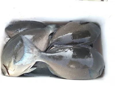 乙島丸の2023年4月28日(金)3枚目の写真