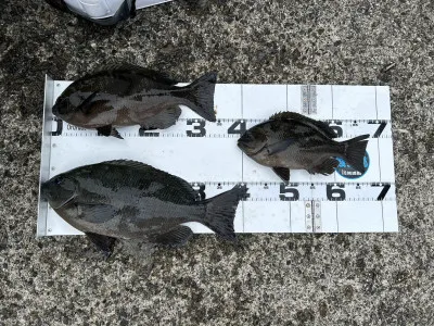 川端渡船の2023年4月30日(日)2枚目の写真