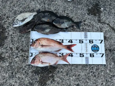 川端渡船の2023年5月1日(月)1枚目の写真