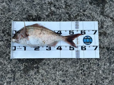 川端渡船の2023年5月1日(月)2枚目の写真