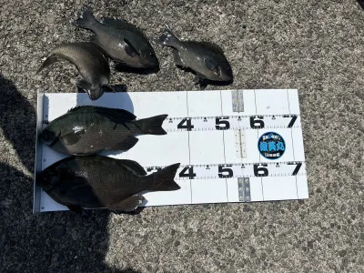 川端渡船の2023年5月2日(火)1枚目の写真