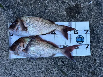 川端渡船の2023年5月3日(水)2枚目の写真