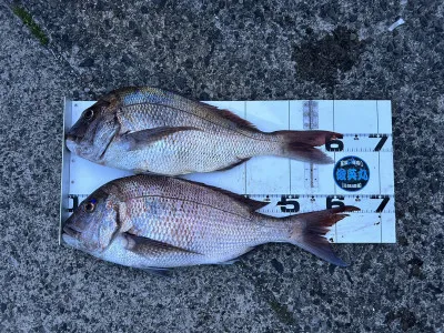 川端渡船の2023年5月3日(水)3枚目の写真