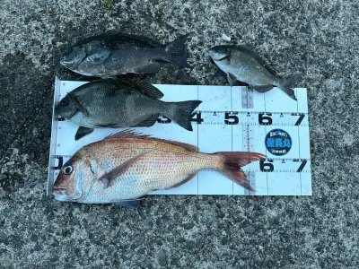 川端渡船の2023年5月4日(木)1枚目の写真