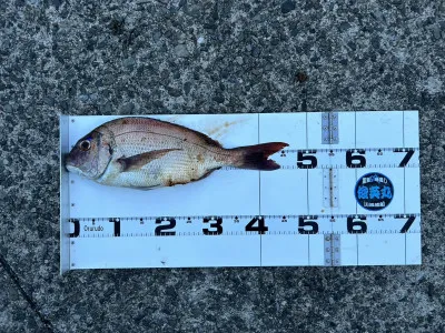 川端渡船の2023年5月4日(木)2枚目の写真