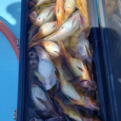 第十八大成丸の2023年5月7日(日)4枚目の写真