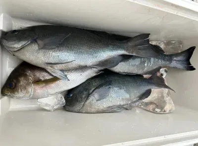 乙島丸の2023年5月23日(火)3枚目の写真