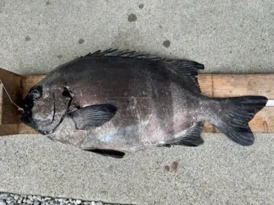 乙島丸の2023年6月6日(火)5枚目の写真