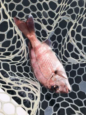 ARCADIA SALTWATER SERVICEの2023年6月12日(月)1枚目の写真