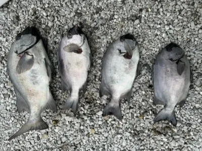 乙島丸の2023年6月12日(月)2枚目の写真