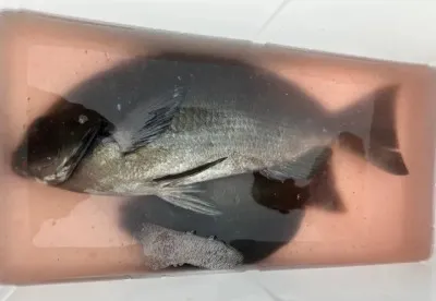 乙島丸の2023年6月19日(月)5枚目の写真