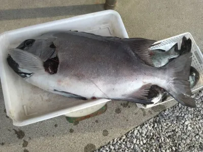 乙島丸の2023年6月26日(月)3枚目の写真