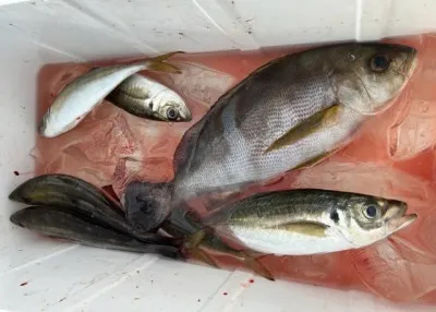 乙島丸の2023年6月28日(水)5枚目の写真