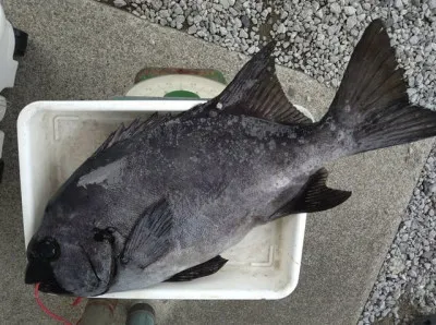 乙島丸の2023年6月30日(金)1枚目の写真