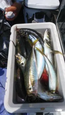 美喜丸の2023年6月7日(水)1枚目の写真