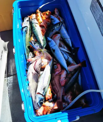 遊漁船ビックボーイの2023年8月23日(水)2枚目の写真