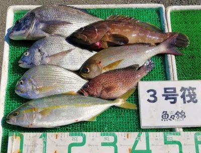 三重外湾漁協 錦事業所直営 釣り筏の2023年8月27日(日)2枚目の写真