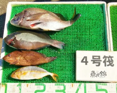 三重外湾漁協 錦事業所直営 釣り筏の2023年8月27日(日)3枚目の写真