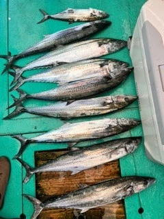 東田丸の2023年9月10日(日)1枚目の写真