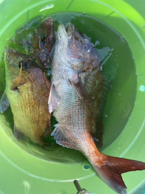 富士丸の2023年8月25日(金)2枚目の写真