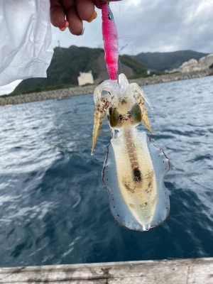 あみや渡船の2023年9月12日(火)3枚目の写真