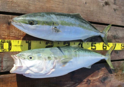 岩崎レンタルボート(岩崎つり具店)の2023年9月30日(土)1枚目の写真