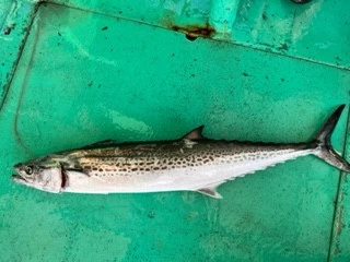 東田丸の2023年10月17日(火)2枚目の写真