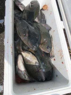 中山総合釣センター・海遊の2023年10月18日(水)1枚目の写真